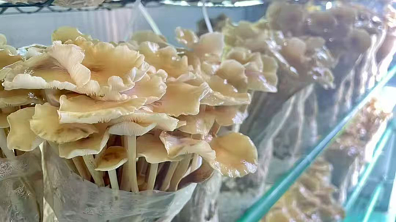 棚掌柜 打造會思考的‘農場’，以軟件開發賦能現代農業新發展